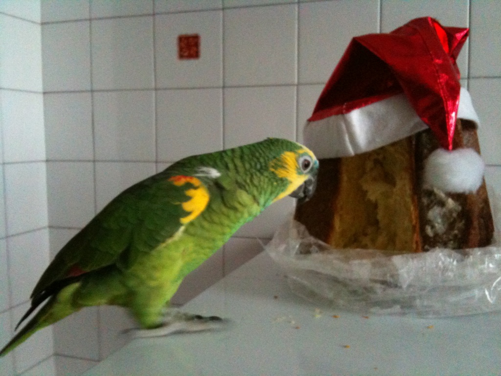 chicco pappagallo natale